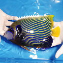 【現物1】粒エサOK タテジマキンチャクダイ BIG 23cm±!海水魚 ヤッコ 15時までのご注文で当日発送(t111(t207