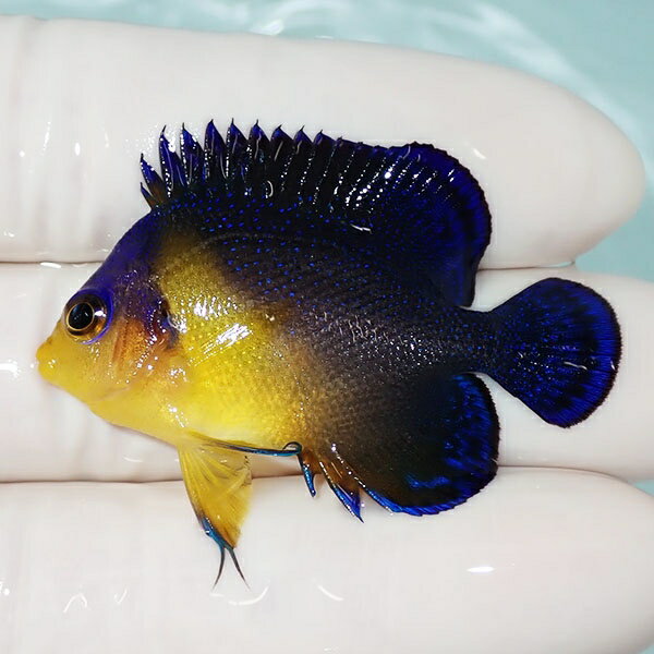 【現物12】スミレヤッコ 4.5cm±! 海水魚 ヤッコ 15時までのご注文で当日発送(t111