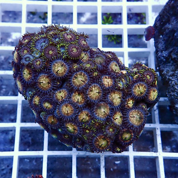 【サンゴ現物25】マメスナギンチャク !15時までのご注文で当日発送(t144