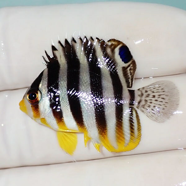 【現物53】シマヤッコ 3.5cm±! 海水魚 生体 15時までのご注文で当日発送(t111(t20 ...