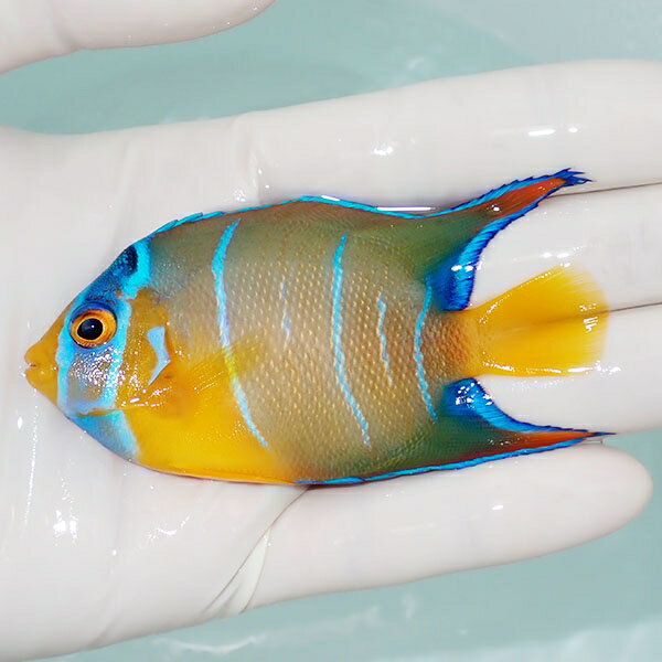 【現物5】粒エサOK タウンゼントエンゼル 8.5cm± !海水魚 ヤッコ 15時までのご注文で当日 ...