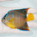 【現物8】粒エサOK タウンゼントエンゼル 9.5cm± !海水魚 ヤッコ 15時までのご注文で当日発送(t111(t207