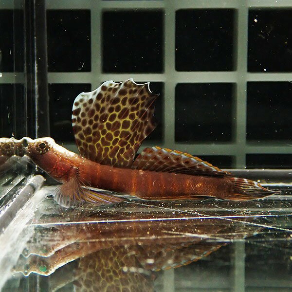 【現物1】ホタテツノハゼ 4.5cm !海水魚 ハゼ15時までのご注文で当日発送(t121(t129