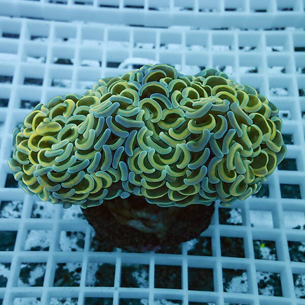 【サンゴ現物6】ナガレハナサンゴ!15時までのご注文で当日発送 【サンゴ】(t136