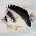 【現物1】バーゲスバタフライ 9cm±! 海水魚 チョウチョウウオ 15時までのご注文で当日発送(t114(t207