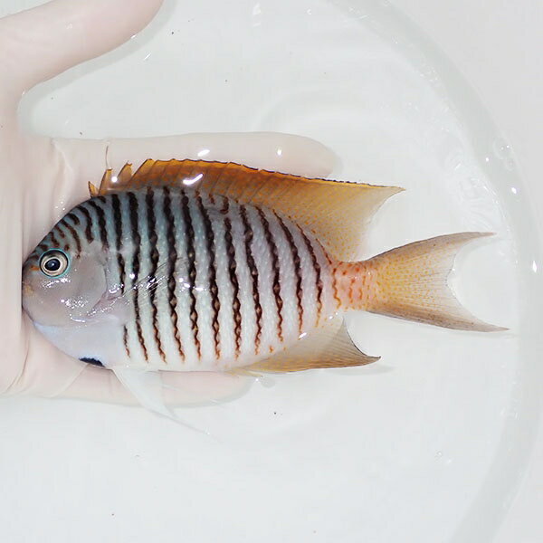 【現物1】 BIG ヤイトヤッコ ♂ 14cm± ! 海水魚 ヤッコ 15時までのご注文で当日発送(t111(t207