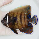 【現物3】ロクセンヤッコ 12.5cm± ! 海水魚 ヤッコ 15時までのご注文で当日発送(t111(t207