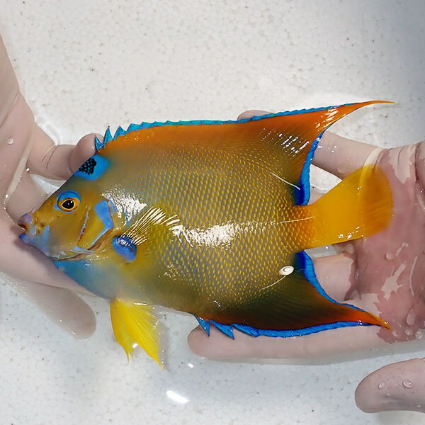 【現物3】クイーンエンゼル 16.5cm± !海水魚 ヤッコ 15時までのご注文で当日発送(t111