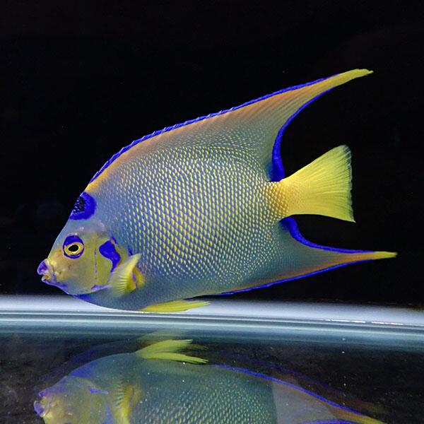 【現物】クイーンエンゼル ベリーズ産 19.5cm± !海水魚 ヤッコ 15時までのご注文で当日発送(t111