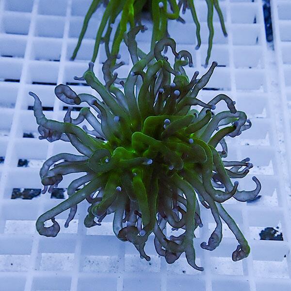 【サンゴ現物11】フラワーコーラルフラグ! 15時までのご注文で当日発送【サンゴ】(t142