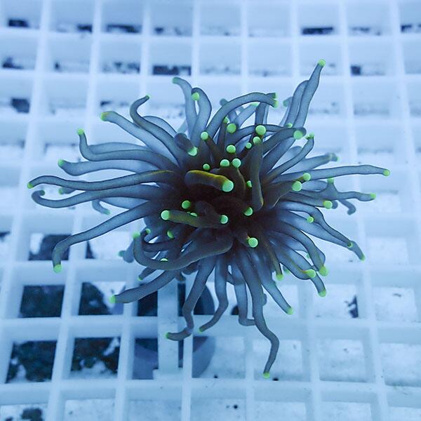 販売名 フラワーコーラル　別名：ハナサンゴ サイズ 白い台の□が=1.5cmになります。サイズの参考にしてください。 飼育難易度 普通 画像 現物個体 ◇◇◇　生体送料の計算　◇◇◇ ご購入金額の合計が11,000円（税込）以下の場合 全国...