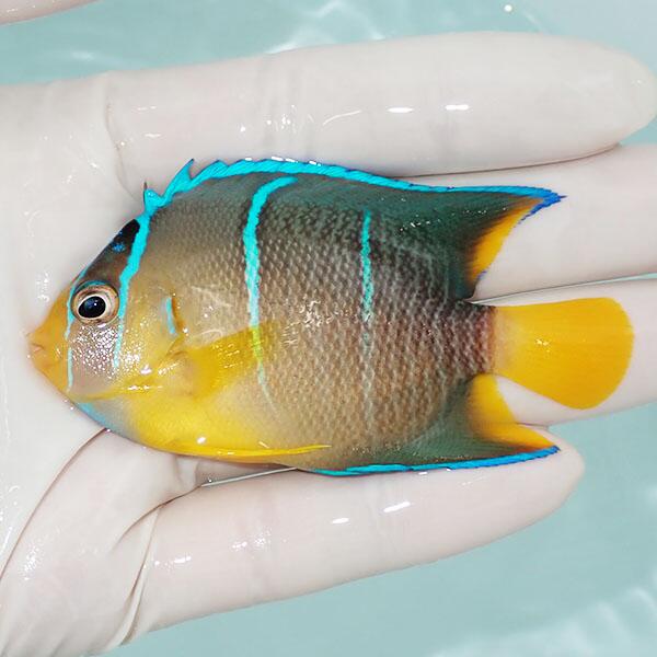 海葵 - 【現物2】ブルーエンゼル 7.5cm±!海水魚 ヤッコ 15時までのご注文で当日発送(t111