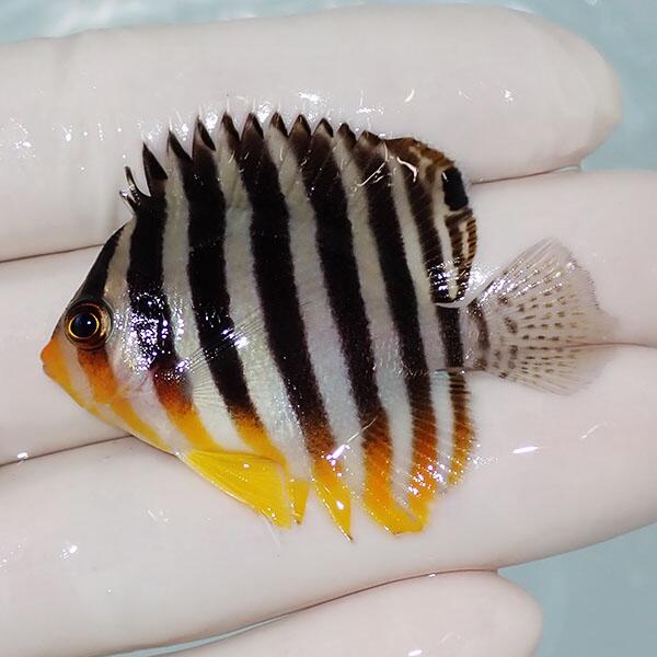 Clownfish - 【現物2】シマヤッコ 5cm±! 海水魚 生体 15時までのご注文で当日発送(t111(t207
