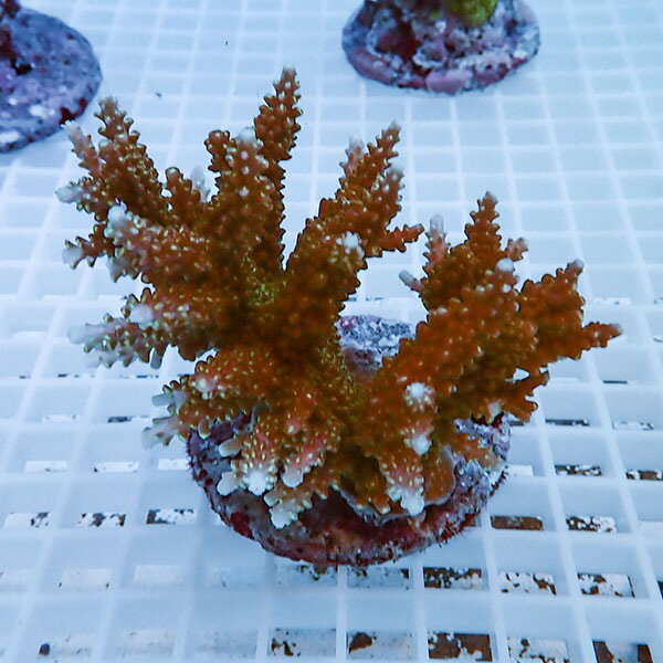 楽天市場】ミドリイシ サンゴの通販