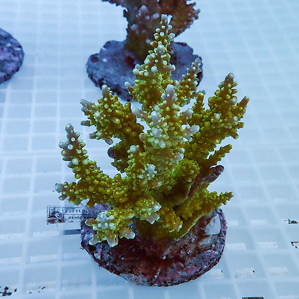 楽天市場】ミドリイシ サンゴの通販