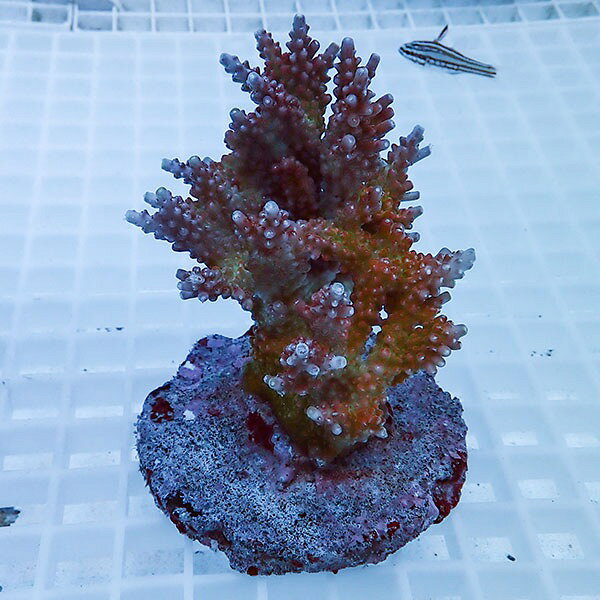 販売名 ミドリイシ 画像 現物個体 サイズ □の格子が1.5cmとなっております。サイズの参考に ◇◇◇　生体送料の計算　◇◇◇ ご購入金額の合計が11,000円（税込）以下の場合 全国一律配送料金　1,300円 ※特例地域：北海道　4,6...