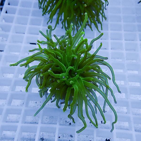  �T���S����7 �t�����[�R�[�����t���O   15���܂ł̂������œ������� �T���S (t142