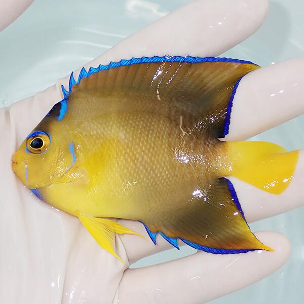 �ڸ�ʪ2��γ����OK �����󥼥�ȥ��󥼥� 9cm�� !����� ��å� 15���ޤǤΤ���ʸ������ȯ��(t111