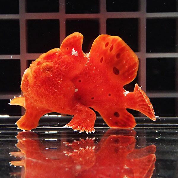 【現物2】イロカエルアンコウ 5.5cm! 海水魚 アンコウ 15時までのご注文で当日発送【カエルアンコウ】
