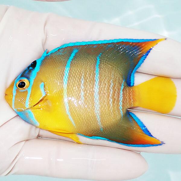 海葵 - 【現物3】タウンゼントエンゼル 7.8cm± !海水魚 ヤッコ 15時までのご注文で当日発送(t111
