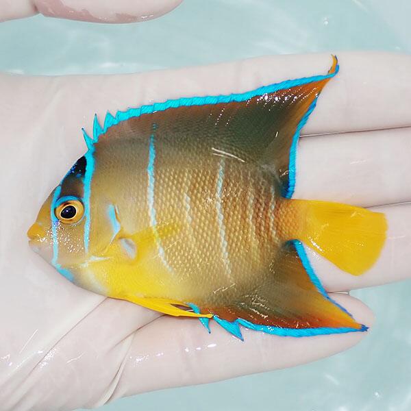 【現物4】タウンゼントエンゼル 8cm± 海水魚 ヤッコ 15時までのご注文で当日発送(t111(t207