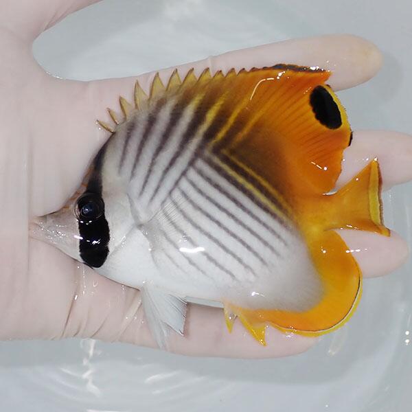 Butterfly Fish - 【現物】トゲチョウ 11.5cm±海水魚 チョウチョウウオ 15時までのご注文で当日発送(t114(t207