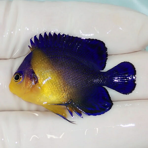 スミレヤッコ 4cm±! 海水魚 ヤッコ 15時までのご注文で当日発送(t111