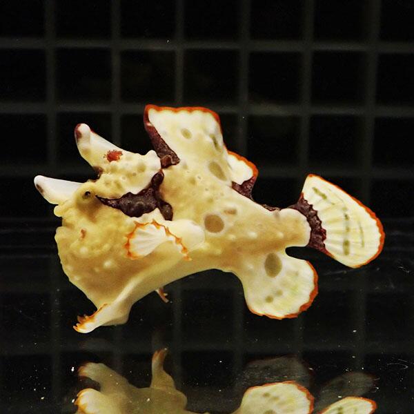 【現物2】クマドリカエルアンコウ 5.5cm! 海水魚 アンコウ 15時までのご注文で当日発送【カエルアンコウ】