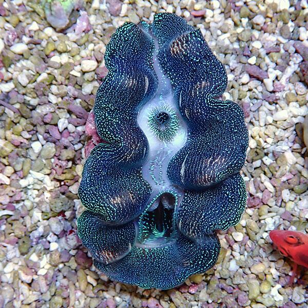 楽天市場】シャコガイ 飾りの通販