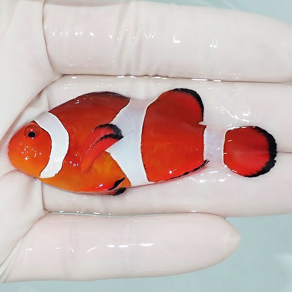 カクレクマノミbig 7cm! wild 海水魚 カクレクマノミ(t111(t207
