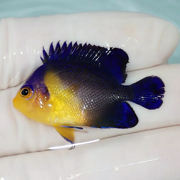 スミレヤッコ 3.8cm±! 海水魚 ヤッコ 15時までのご注文で当日発送(t111