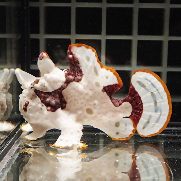 【現物6】クマドリカエルアンコウ 6cm 海水魚 アンコウ 15時までのご注文で当日発送【カエルアンコウ】