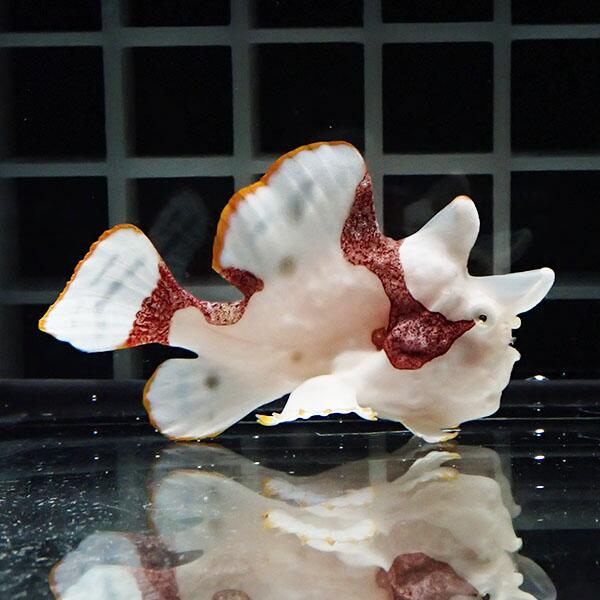 【現物6】クマドリカエルアンコウ 5.5cm 海水魚 アンコウ 15時までのご注文で当日発送【カエルアンコウ】