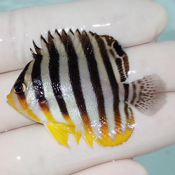 Clownfish - 【現物6】シマヤッコ 5cm±! 海水魚 生体 15時までのご注文で当日発送(t111(t207
