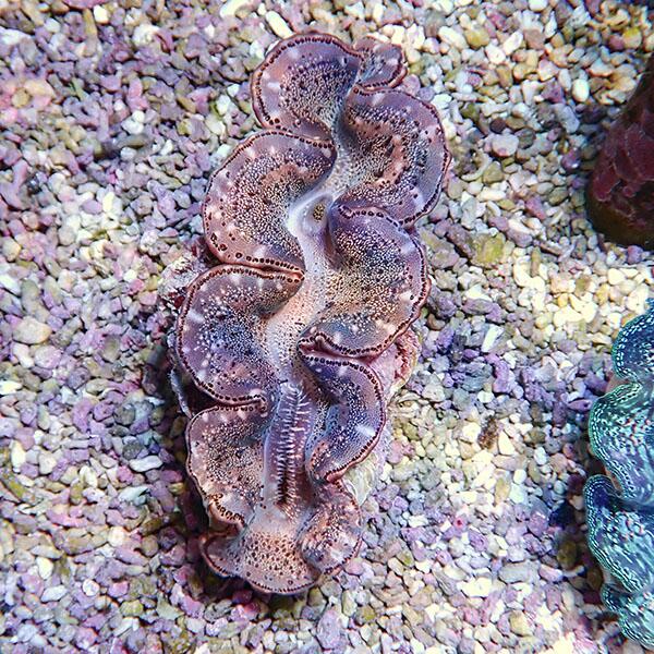 【サンゴ現物1】シラナミガイ 10-12cm!15時までのご注文で当日発送 【サンゴ/沖縄/シャコガイ】(t136