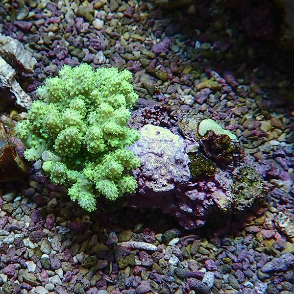 【サンゴ現物3】トサカ.sp 5-7cm 沖縄産!15時までのご注文で当日発送 【サンゴ】(t145