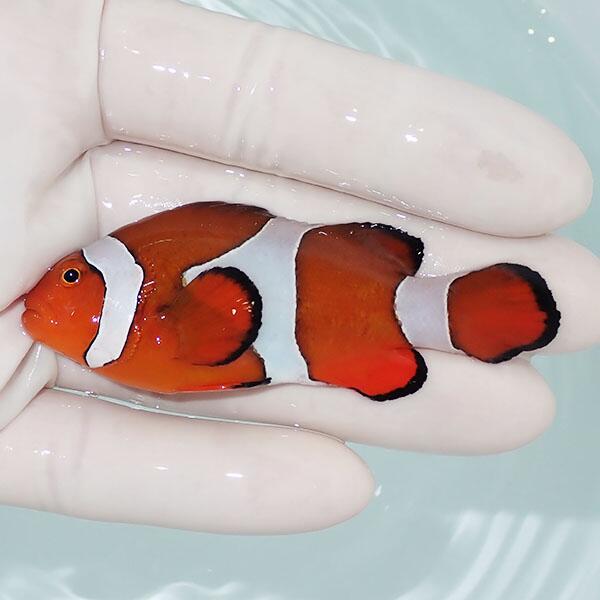 楽天市場】カクレクマノミ 生体（種（観賞魚）クマノミ）の通販