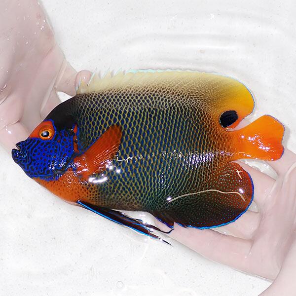 【現物1】 アデヤッコ 成魚 20cm±! 海水魚 ヤッコ(t111(t207