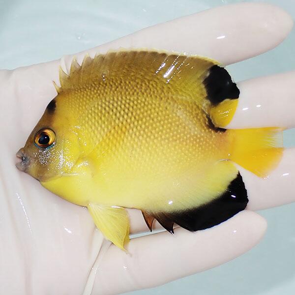 【現物】アルミテージエンゼル 8.8 cm± 海水魚 ヤッコ 15時までのご注文で当日発送(t111(t207