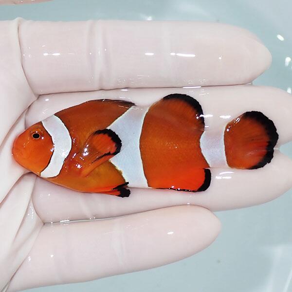 Clownfish - 【現物2】カクレクマノミbig 7cm± ! wild 海水魚 カクレクマノミ(t111(t207