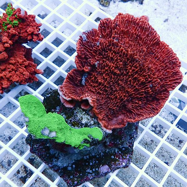 楽天市場】ウスコモンサンゴ（熱帯魚・アクアリウム｜ペット・ペット