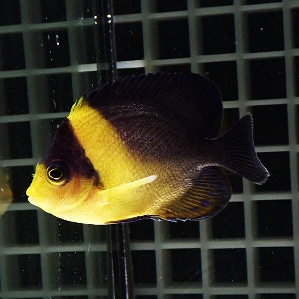 【現物101】粒エサOK スミレヤッコ 6.5cm±! 海水魚 ヤッコ 15時までのご注文で当日発送(t111