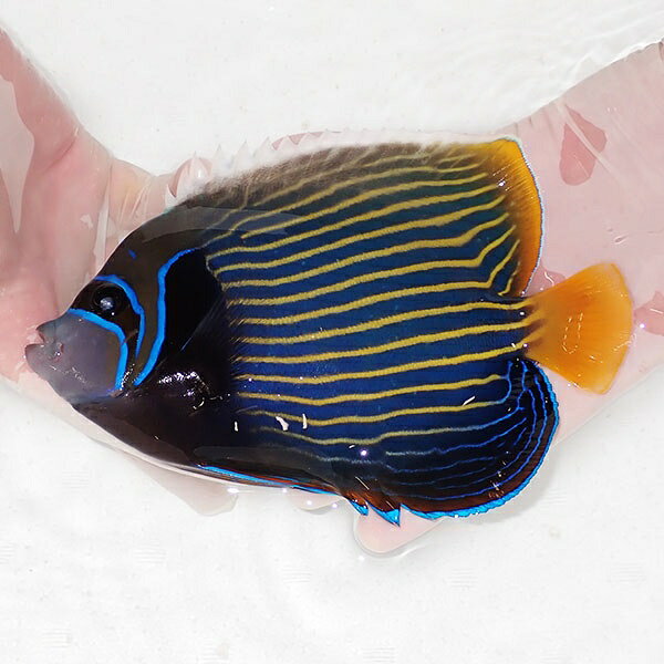 楽天市場】タテジマキンチャクダイ（熱帯魚・アクアリウム｜ペット