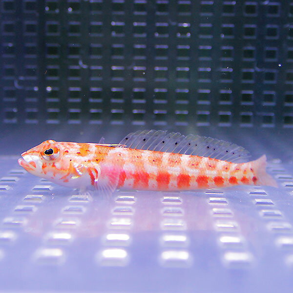 トラギスの釣り方と食べ方 爆釣のコツと天ぷら 刺身などの激ウマレシピを伝授 暮らし の