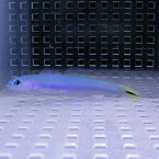 オグロクロユリハゼ 8-10cm ! 海水魚 ハゼ 15時までのご注文で当日発送(t121