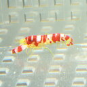 ランドールピストルシュリンプ 2-3cm± ! 海水魚 エビ (t129