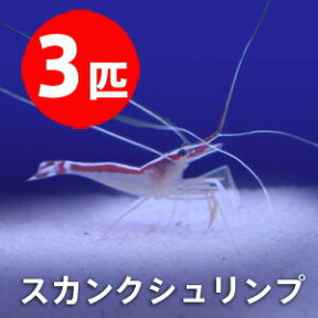 スカンクシュリンプ Sサイズ 【3匹】! 海水魚 エビ 餌付け!【15時までのご注文で当日発送】(t129