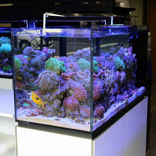 P1 海水魚 サンゴ飼育のために設計されたシステム水槽 クーラーセット ペニンシュラ オーバーフロー水槽 熱帯魚 アクアリウム オーバーフロー水槽 ネプチューンキューブp1 アクアギフト店 全国配送対応 ペニンシュラ 1 横 55 奥 60 高 Cm