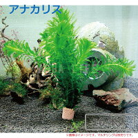 無農薬アナカリス(10本)水草メダカ・金魚藻国産送料無料