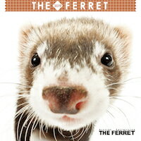 2019年ミニカレンダー　THE　FERRET（フェレット）【オリジナルステッカー付き】